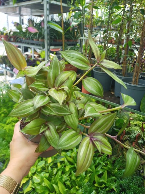 Trzykrotka zebra Tradescantia zebrina zielona w paski Trzykrotka zebra Tradescantia zebrina zielona w paski