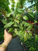 Trzykrotka zebra Tradescantia zebrina zielona w paski