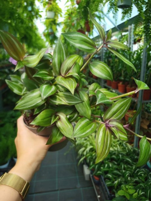 Trzykrotka zebra Tradescantia zebrina zielona w paski Trzykrotka zebra Tradescantia zebrina zielona w paski