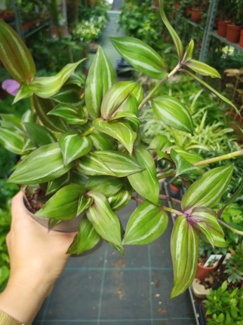 Trzykrotka zebra Tradescantia zebrina zielona w paski Trzykrotka zebra Tradescantia zebrina zielona w paski
