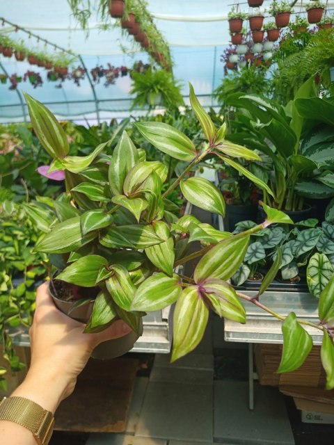 Trzykrotka zebra Tradescantia zebrina zielona w paski Trzykrotka zebra Tradescantia zebrina zielona w paski