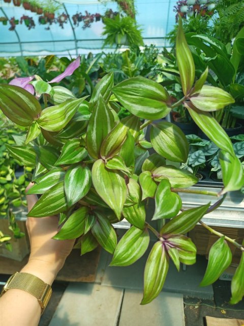 Trzykrotka zebra Tradescantia zebrina zielona w paski Trzykrotka zebra Tradescantia zebrina zielona w paski