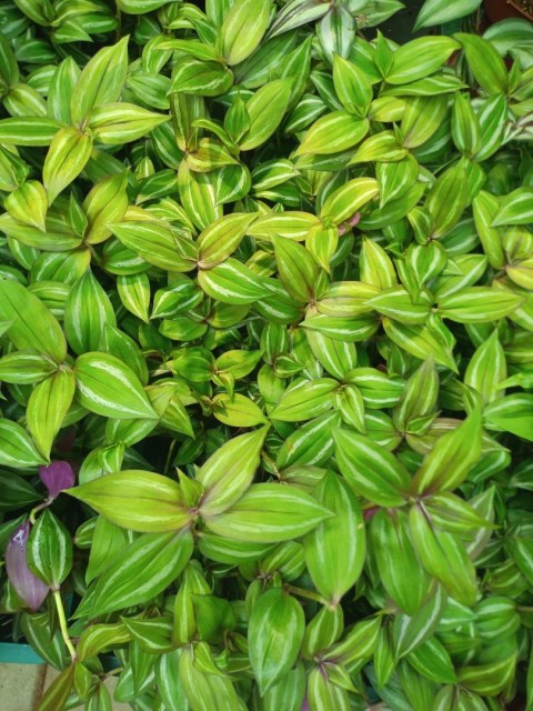 Trzykrotka zebra Tradescantia zebrina zielona w paski Trzykrotka zebra Tradescantia zebrina zielona w paski
