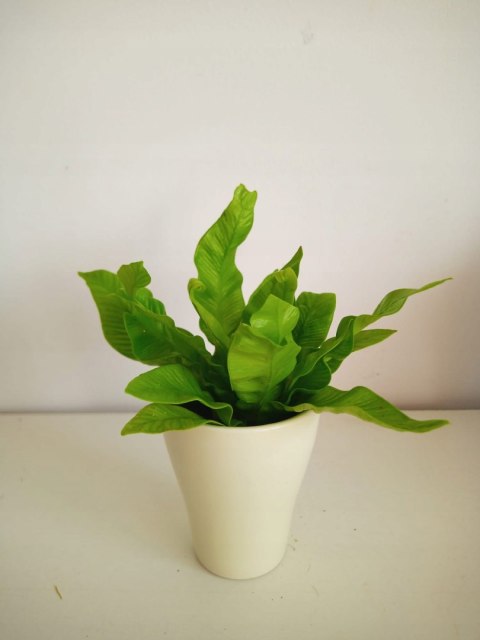 Zanokcica gniazdowa Asplenium nidus crispy wave Paproć Las W szkle w Słoiku Zanokcica gniazdowa Asplenium nidus crispy wave Paproć Las W szkle w Słoiku