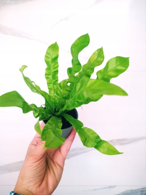 Zanokcica gniazdowa Asplenium nidus crispy wave Paproć Las W szkle w Słoiku Zanokcica gniazdowa Asplenium nidus crispy wave Paproć Las W szkle w Słoiku