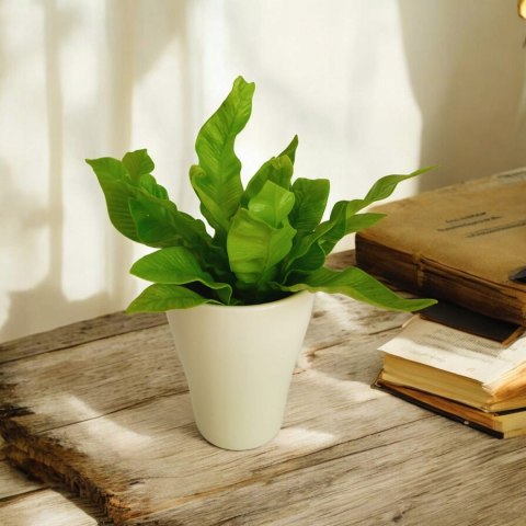 Zanokcica gniazdowa Asplenium nidus crispy wave Paproć Las W szkle w Słoiku Zanokcica gniazdowa Asplenium nidus crispy wave Paproć Las W szkle w Słoiku