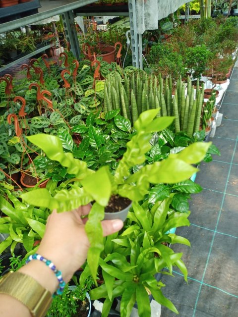 Zanokcica gniazdowa Asplenium nidus crispy wave Paproć Las W szkle w Słoiku Zanokcica gniazdowa Asplenium nidus crispy wave Paproć Las W szkle w Słoiku