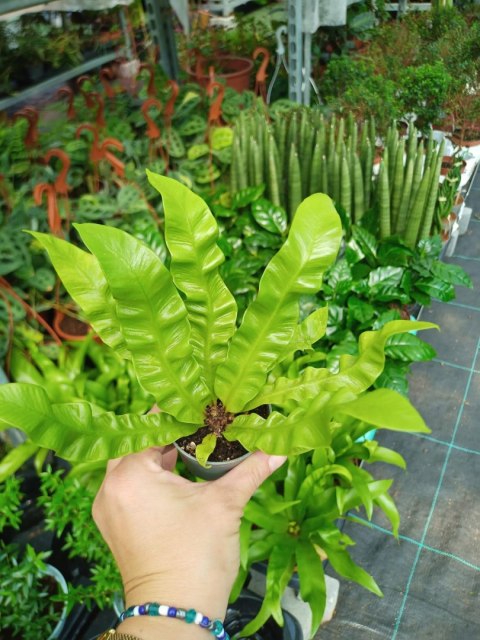 Zanokcica gniazdowa Asplenium nidus crispy wave Paproć Las W szkle w Słoiku Zanokcica gniazdowa Asplenium nidus crispy wave Paproć Las W szkle w Słoiku