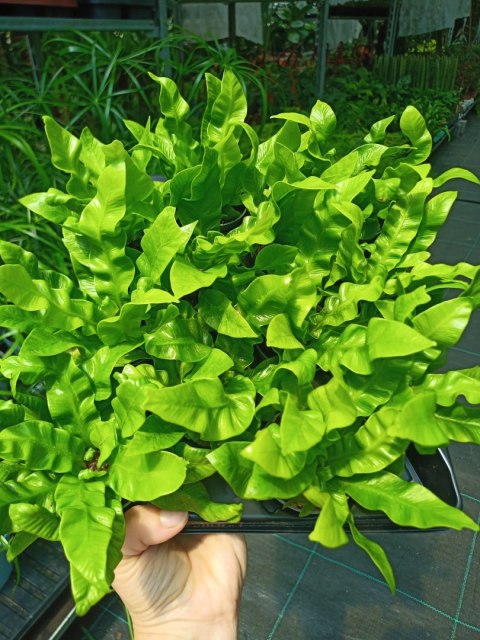 Zanokcica gniazdowa Asplenium nidus crispy wave Paproć Las W szkle w Słoiku Zanokcica gniazdowa Asplenium nidus crispy wave Paproć Las W szkle w Słoiku