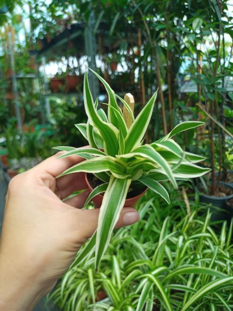 Zielistek Chlorophytum comosum Ocean zielistka mini do Lasu w szkle Słoiku Zielistek Chlorophytum comosum Ocean zielistka mini do Lasu w szkle Słoiku