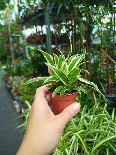 Zielistek Chlorophytum comosum Ocean zielistka mini do Lasu w szkle Słoiku Zielistek Chlorophytum comosum Ocean zielistka mini do Lasu w szkle Słoiku