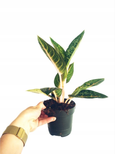 Aglaonema Orange Flame Aglomena Kolekcjonerska tylko 7 sztuk Aglaonema Orange Flame Aglomena Kolekcjonerska tylko 7 sztuk