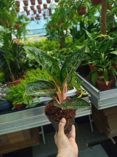 Aglaonema Orange Flame Aglomena Kolekcjonerska tylko 7 sztuk Aglaonema Orange Flame Aglomena Kolekcjonerska tylko 7 sztuk