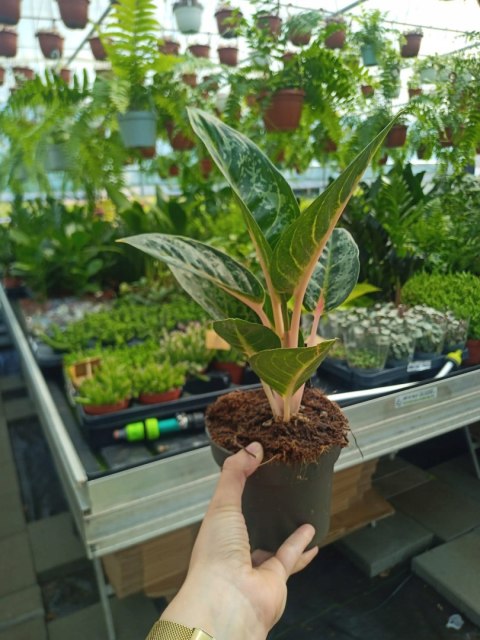 Aglaonema Orange Flame Aglomena Kolekcjonerska tylko 7 sztuk Aglaonema Orange Flame Aglomena Kolekcjonerska tylko 7 sztuk