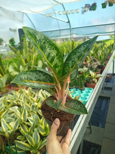 Aglaonema Orange Flame Aglomena Kolekcjonerska tylko 7 sztuk Aglaonema Orange Flame Aglomena Kolekcjonerska tylko 7 sztuk