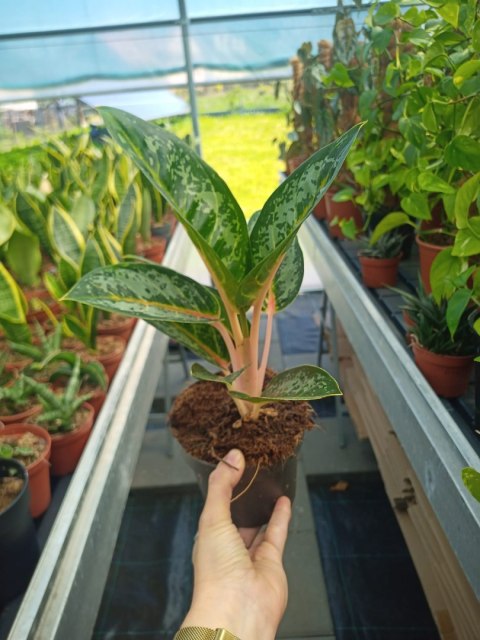 Aglaonema Orange Flame Aglomena Kolekcjonerska tylko 7 sztuk Aglaonema Orange Flame Aglomena Kolekcjonerska tylko 7 sztuk