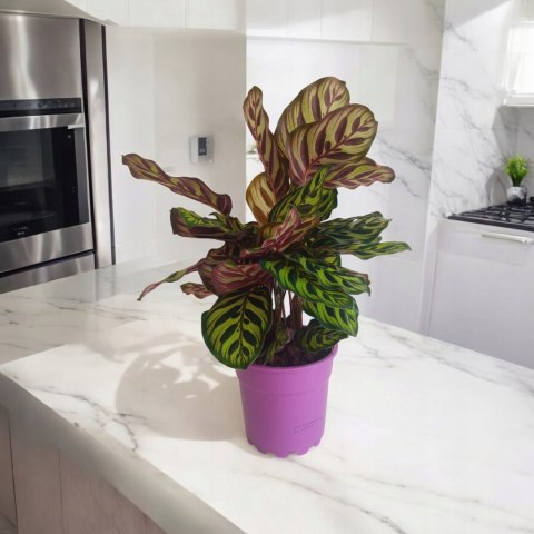 Calathea Makoyama kalatea Marantowate Modląca się roślina XL Calathea Makoyama kalatea Marantowate Modląca się roślina XL