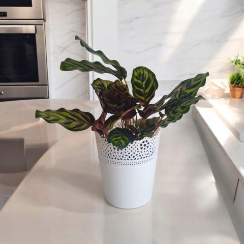 Calathea Makoyama kalatea Marantowate Modląca się roślina L Calathea Makoyama kalatea Marantowate Modląca się roślina L