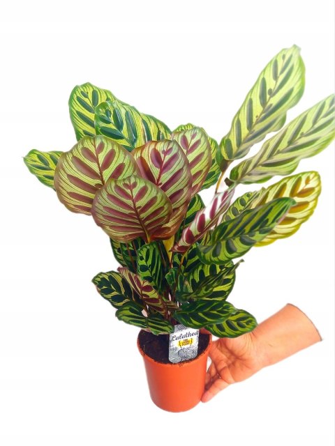 Calathea Makoyama kalatea Marantowate Modląca się roślina XL Calathea Makoyama kalatea Marantowate Modląca się roślina XL