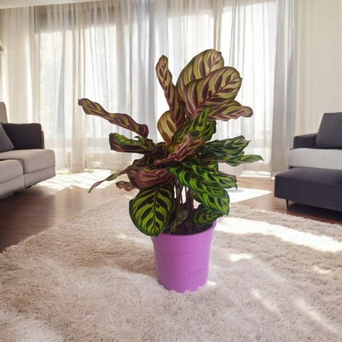 Calathea Makoyama kalatea Marantowate Modląca się roślina XL Calathea Makoyama kalatea Marantowate Modląca się roślina XL