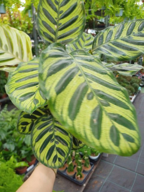 Calathea Makoyama kalatea Marantowate Modląca się roślina XL Calathea Makoyama kalatea Marantowate Modląca się roślina XL