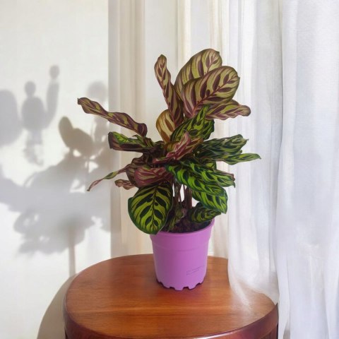 Calathea Makoyama kalatea Marantowate Modląca się roślina XL Calathea Makoyama kalatea Marantowate Modląca się roślina XL
