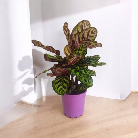 Calathea Makoyama kalatea Marantowate Modląca się roślina XL Calathea Makoyama kalatea Marantowate Modląca się roślina XL