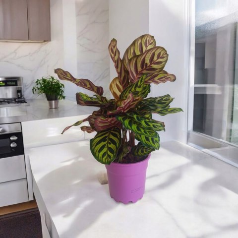 Calathea Makoyama kalatea Marantowate Modląca się roślina XL Calathea Makoyama kalatea Marantowate Modląca się roślina XL