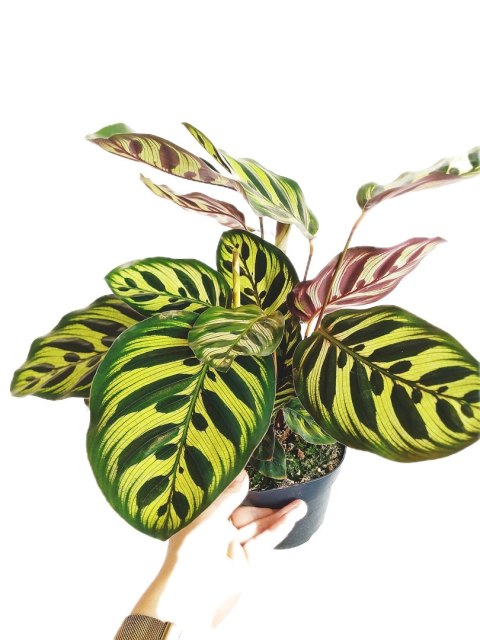 Calathea Makoyama kalatea Marantowate Modląca się roślina L Calathea Makoyama kalatea Marantowate Modląca się roślina L