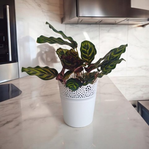 Calathea Makoyama kalatea Marantowate Modląca się roślina L Calathea Makoyama kalatea Marantowate Modląca się roślina L