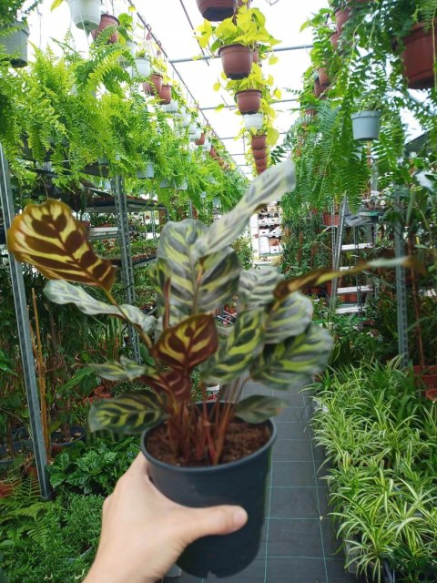 Calathea Makoyama kalatea Marantowate Modląca się roślina L Calathea Makoyama kalatea Marantowate Modląca się roślina L