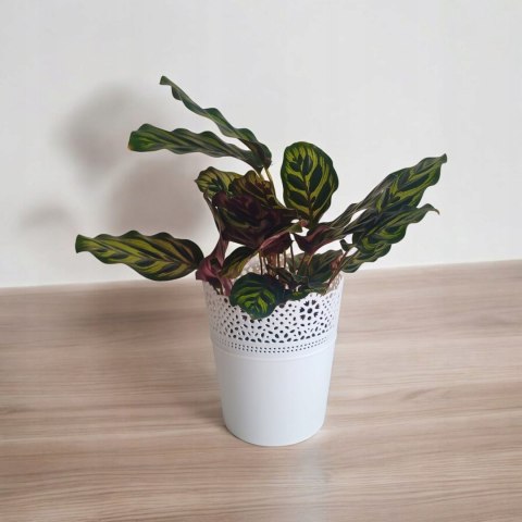 Calathea Makoyama kalatea Marantowate Modląca się roślina L Calathea Makoyama kalatea Marantowate Modląca się roślina L