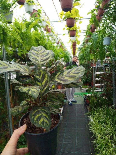 Calathea Makoyama kalatea Marantowate Modląca się roślina L Calathea Makoyama kalatea Marantowate Modląca się roślina L