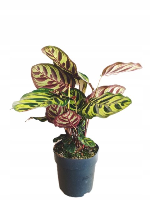 Calathea Makoyama kalatea Marantowate Modląca się roślina L Calathea Makoyama kalatea Marantowate Modląca się roślina L