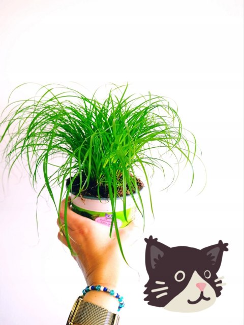 Cibora zmienna Kocia Trawa Cyperus zumula Kocia Trawka Koci Przysmak Cibora zmienna Kocia Trawa Cyperus zumula Kocia Trawka Koci Przysmak