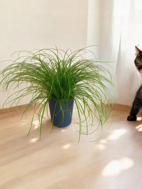 Cibora zmienna Kocia Trawa Cyperus zumula Kocia Trawka Koci Przysmak Cibora zmienna Kocia Trawa Cyperus zumula Kocia Trawka Koci Przysmak