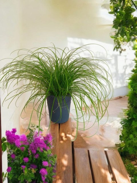 Cibora zmienna Kocia Trawa Cyperus zumula Kocia Trawka Koci Przysmak Cibora zmienna Kocia Trawa Cyperus zumula Kocia Trawka Koci Przysmak