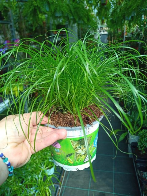 Cibora zmienna Kocia Trawa Cyperus zumula Kocia Trawka Koci Przysmak Cibora zmienna Kocia Trawa Cyperus zumula Kocia Trawka Koci Przysmak
