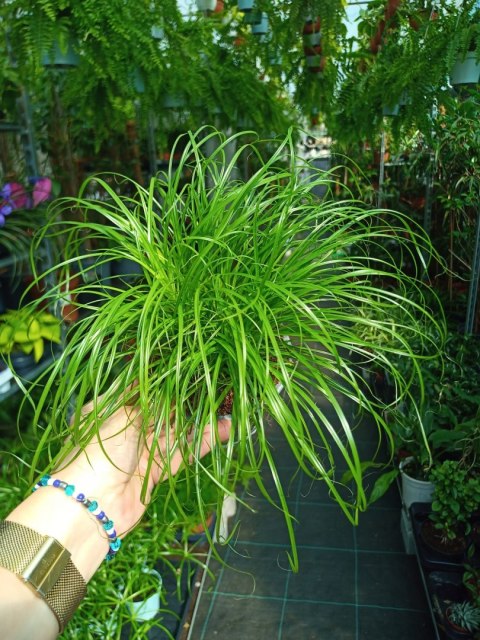 Cibora zmienna Kocia Trawa Cyperus zumula Kocia Trawka Koci Przysmak Cibora zmienna Kocia Trawa Cyperus zumula Kocia Trawka Koci Przysmak