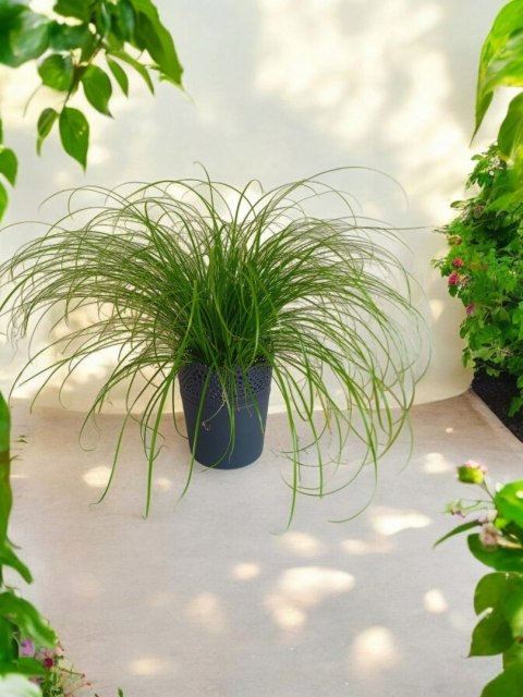 Cibora zmienna Kocia Trawa Cyperus zumula Kocia Trawka Koci Przysmak Cibora zmienna Kocia Trawa Cyperus zumula Kocia Trawka Koci Przysmak