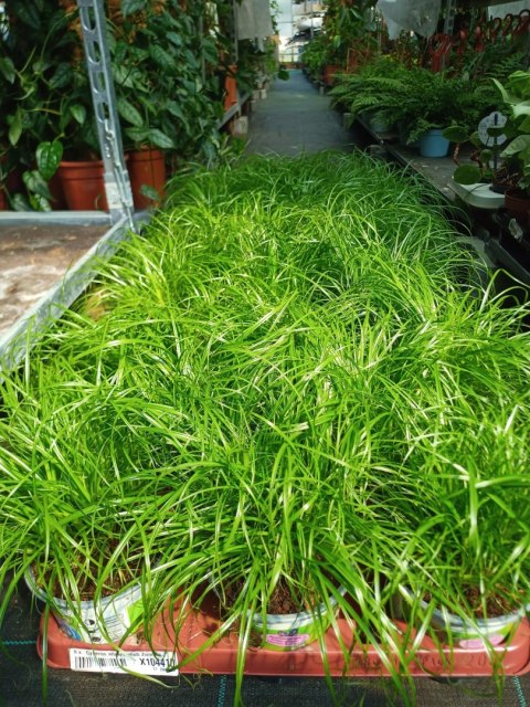 Cibora zmienna Kocia Trawa Cyperus zumula Kocia Trawka Koci Przysmak Cibora zmienna Kocia Trawa Cyperus zumula Kocia Trawka Koci Przysmak