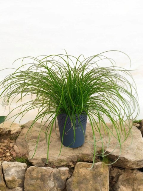 Cibora zmienna Kocia Trawa Cyperus zumula Kocia Trawka Koci Przysmak Cibora zmienna Kocia Trawa Cyperus zumula Kocia Trawka Koci Przysmak