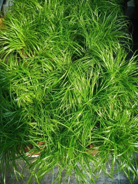 Cibora zmienna Kocia Trawa Cyperus zumula Kocia Trawka Koci Przysmak Cibora zmienna Kocia Trawa Cyperus zumula Kocia Trawka Koci Przysmak