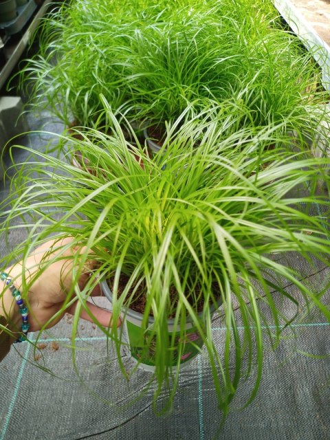 Cibora zmienna Kocia Trawa Cyperus zumula Kocia Trawka Koci Przysmak Cibora zmienna Kocia Trawa Cyperus zumula Kocia Trawka Koci Przysmak