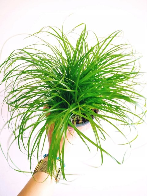 Cibora zmienna Kocia Trawa Cyperus zumula Kocia Trawka Koci Przysmak Cibora zmienna Kocia Trawa Cyperus zumula Kocia Trawka Koci Przysmak