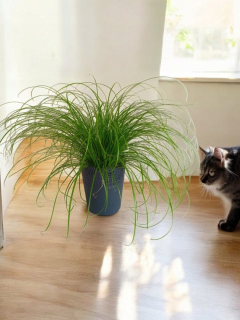 Cibora zmienna Kocia Trawa Cyperus zumula Kocia Trawka Koci Przysmak Cibora zmienna Kocia Trawa Cyperus zumula Kocia Trawka Koci Przysmak