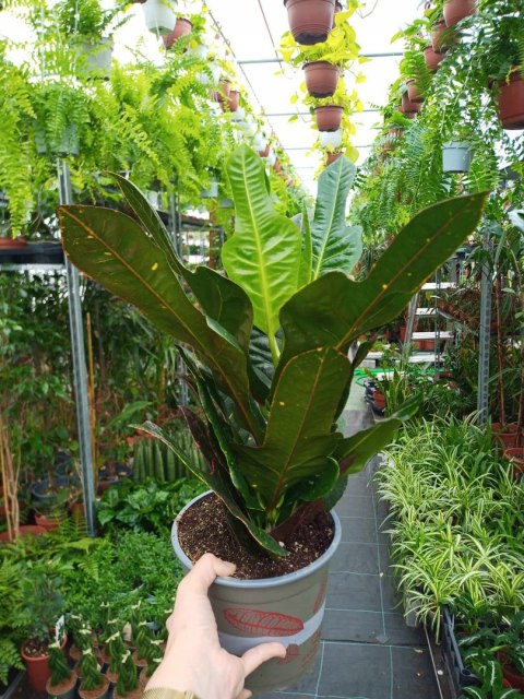 Codiaeum Variegatum Excellent Kroton doskonały Trójskrzyn pstry Codiaeum Variegatum Excellent Kroton doskonały Trójskrzyn pstry