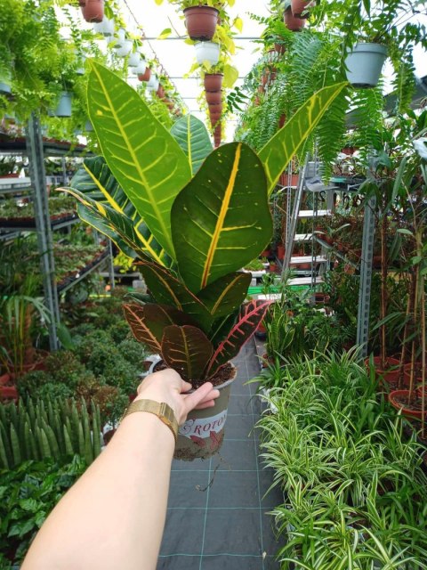 Codiaeum Variegatum Petra Kroton doskonały Trójskrzyn pstry Codiaeum Variegatum Petra Kroton doskonały Trójskrzyn pstry