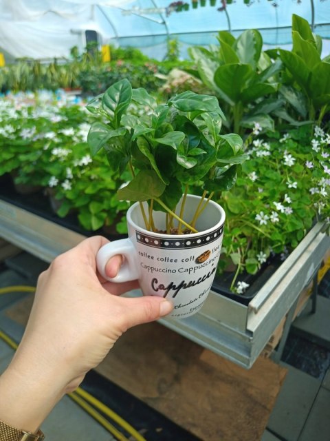Coffea Arabica Kawa Arabska Kawowiec W ozdobnej osłonce w FILIŻANCE Coffea Arabica Kawa Arabska Kawowiec W ozdobnej osłonce w FILIŻANCE