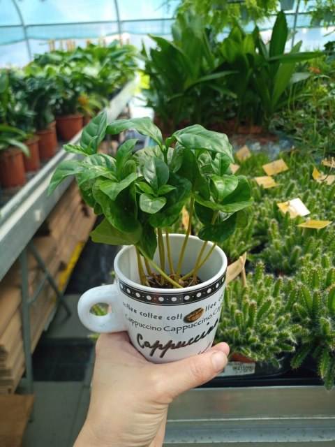 Coffea Arabica Kawa Arabska Kawowiec W ozdobnej osłonce w FILIŻANCE Coffea Arabica Kawa Arabska Kawowiec W ozdobnej osłonce w FILIŻANCE